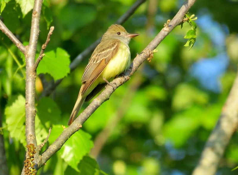 Great Crested Flycatcher